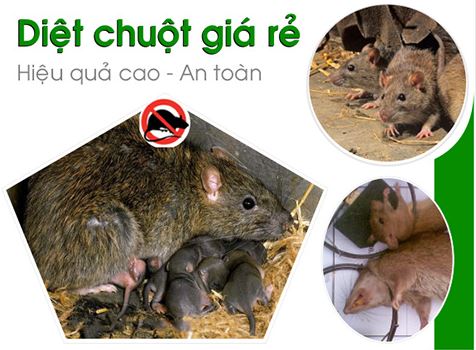 Thuốc diệt chuột hiệu quả